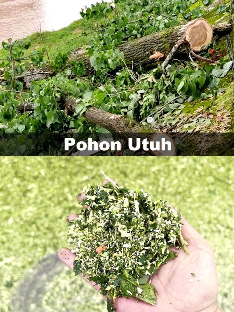 Pohon Utuh