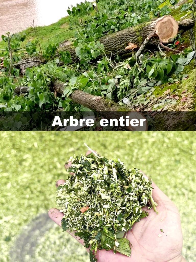 Arbre entier